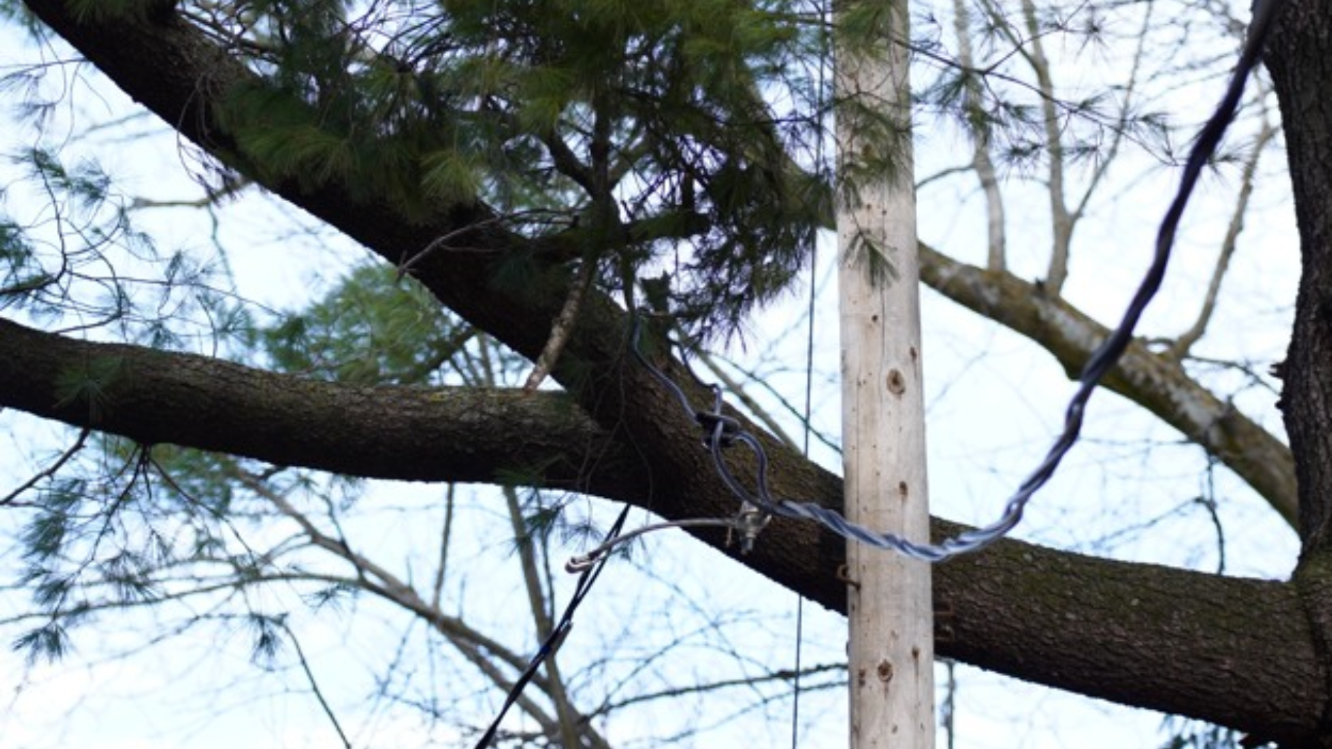 Tree fallen on power line