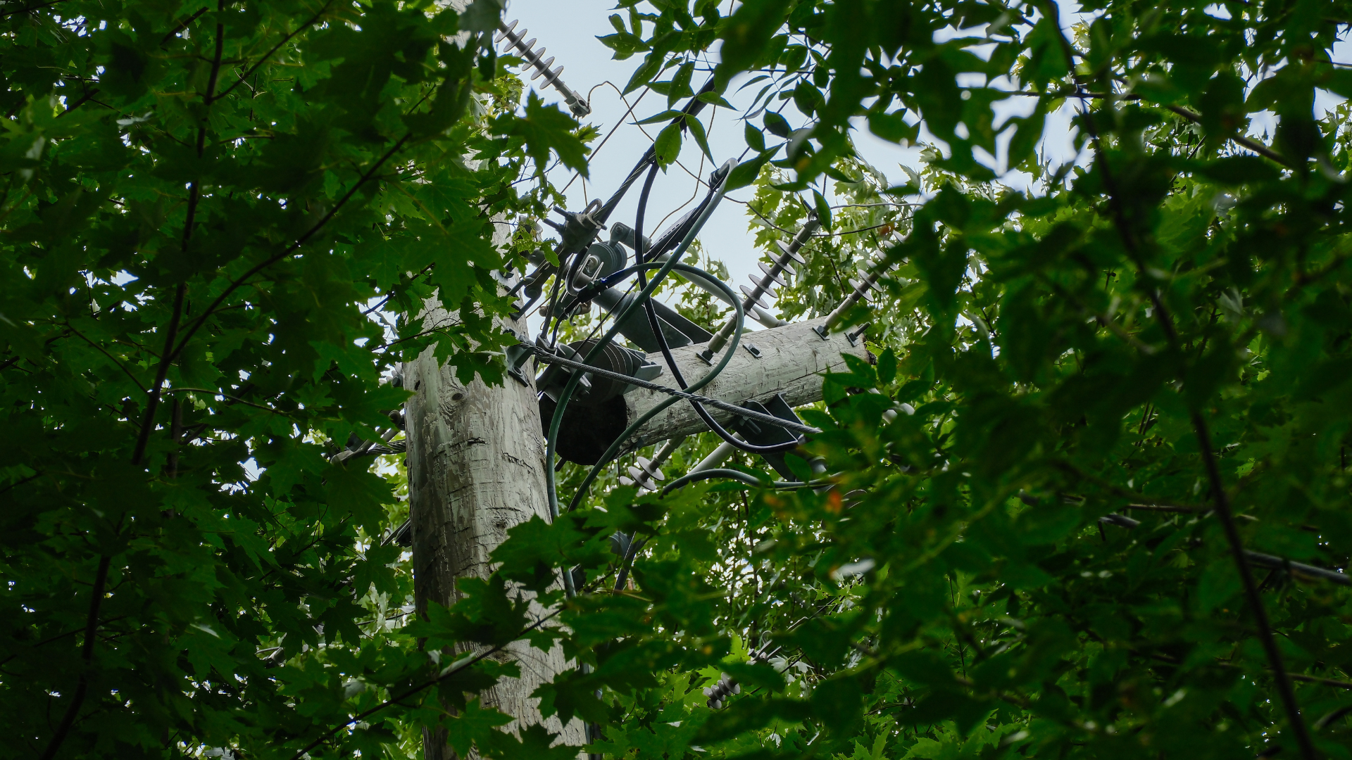 Tree fallen on power line