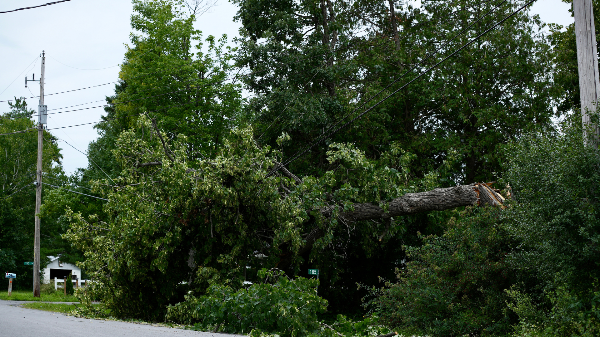 Tree fallen on power line