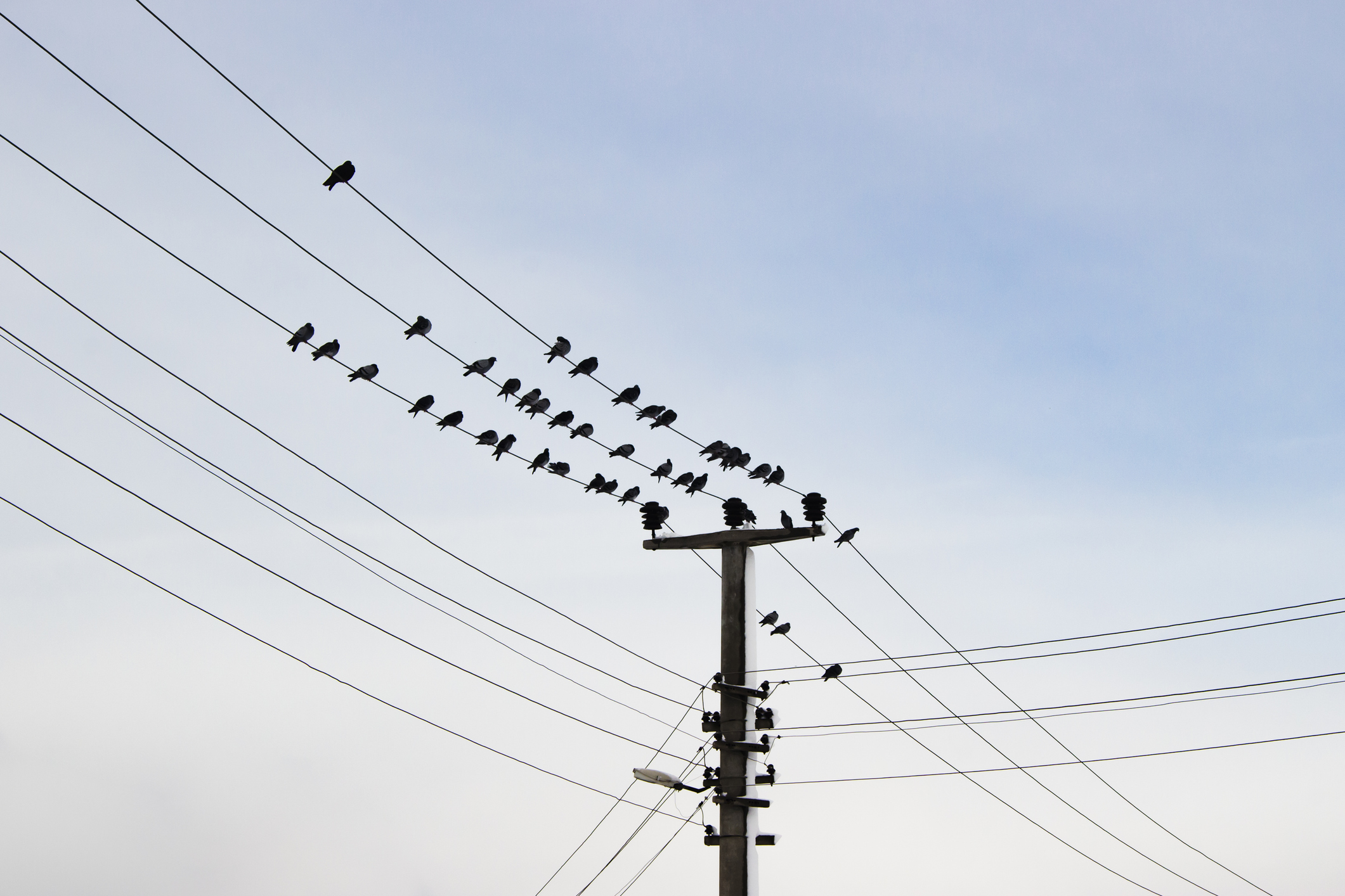 Birds on power lines