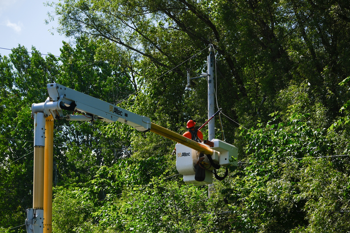 A powerline worker navigates a powerline tangled in tree branches