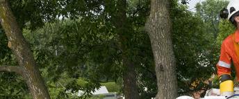 A Hydro Ottawa tree trimmer in an aerial bucket assessing trees in the proximity of wires