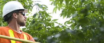 A Hydro Ottawa tree trimmer in an aerial bucket assessing trees in the proximity of wires