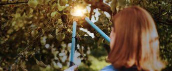 tree-trimming-safety