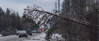 A tree covered in ice has fallen on a busy road with cars driving by