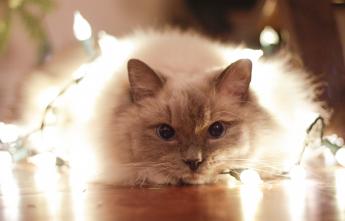 pet-safety-luna