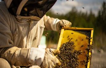 bees