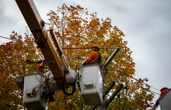 Trimming trees in the fall