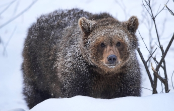 A brown bear in the snow