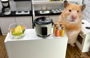 A golden hamster stands near a miniature crock pot in a miniature kitchen 