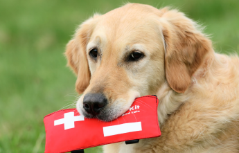 Dog Kit
