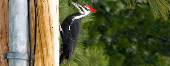 Woodpeckers & Hydro Poles