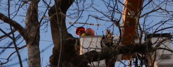 Hydro worker in a bucket seen from the ground through tree branches