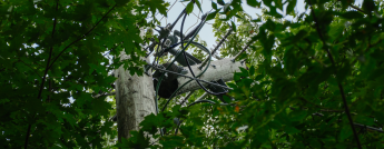 Tree fallen on power line