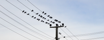 Birds on power lines