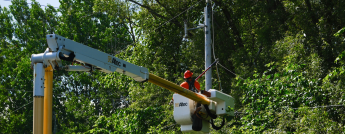 A powerline worker navigates a powerline tangled in tree branches